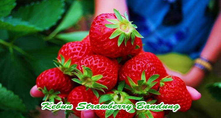 Kebun Starwberry Bandung