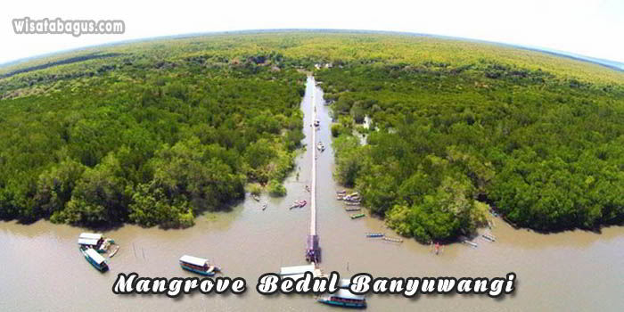 Mangrove Bedul Banyuwangi