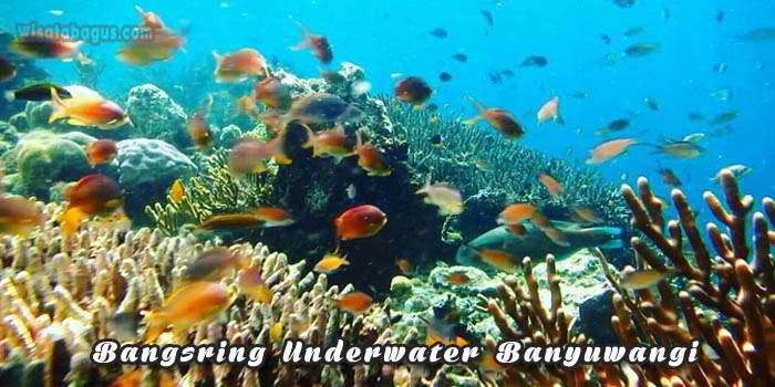 Tempat Wisata Brangsring Underwater Banyuwangi