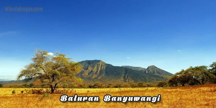 Tempat wisata Baluran Banyuwangi