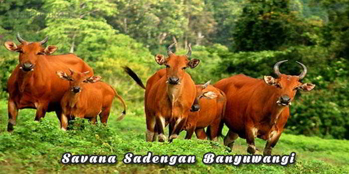 Tempat wisata Savana Sadengan Banyuwangi
