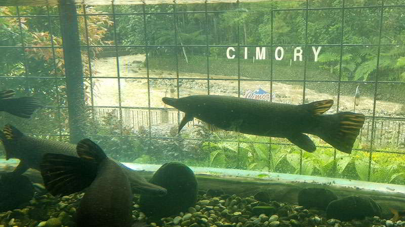 cimory-riverside-aquarium